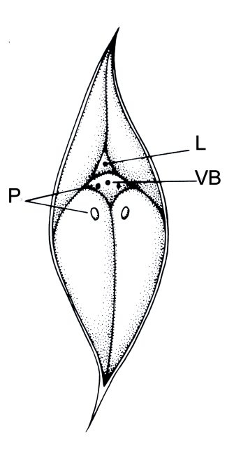 Bladkussen van Lepidodendron aculeatum